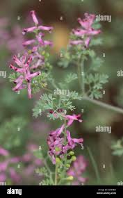 Image result for Fumariaceae