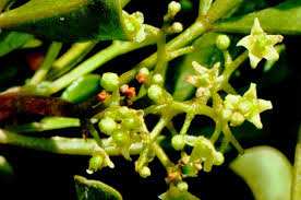 Image result for Searsia rehmanniana