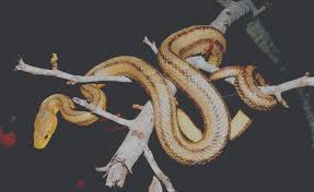 Rat Snakes Of The United States Reptiles Magazine