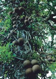 Image result for Lecythidaceae