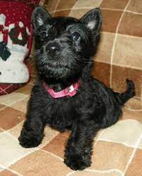 Mactavish Scotties Scottie Puppies Scottish Terrier Puppy Westie Puppies For Sale