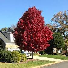 American Red Maple Tree Maple Tree Landscape Red Maple Tree Landscaping Red Maple Tree