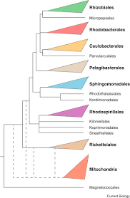 Mitochondria and chloroplasts are organelles in eukaryotic cells which originated from aerobic prokaryotic cells that were engulfed by larger , biochemistry postdoc · author has 2.2k answers and 33.4m answer views. The Origin And Diversification Of Mitochondria Sciencedirect
