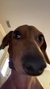 Select from a wide range of models, decals, meshes, plugins, or audio that help bring your imagination into reality. Fetch Me Their Souls Creation De Tik Toker Chansons Populaires Sur Tiktok