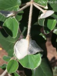 Image result for Androstachys