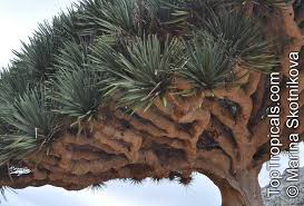 Dragon blood trees are an evergreen species of tree, endemic to the woodlands of the socotra islands of yemen, located in the arabian sea near western asia. Dracaena Cinnabari Socotra Dragon Tree Dragon Blood Tree Toptropicals Com