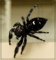 I saw a black spider with a white thing on its back, i left so quickly, i didn't understand what the shape was, the is a spider that is black and furry with white dots on its back deadly. Black Spider With White Markings And Green Fangs Phidippus Audax Black And White Spider Spider Black Spider