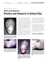 Make sure to keep weighing with a gram scale too to make sure there is no weight loss. Pdf Pruritus And Alopecia In Guinea Pigs Trixacarus Caviae Infestation