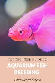 How To Breed Aquarium Fish Fish Breeding Fish Aquarium Fish