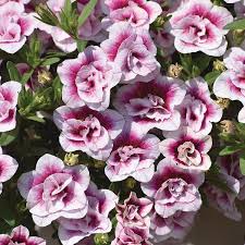 Image result for calibrachoa million bells
