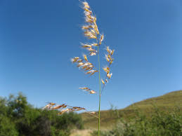 Image result for Melinis ambigua