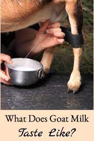What Does Goat Milk Taste Like Anyway