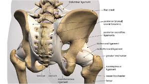 I'm not going to cover them all, so put simply, the adductors are about 60. Hip Muscles The Definitive Guide Biology Dictionary