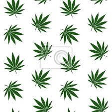 Kleine getrockneten blüten sowie blütennahen blättchen der weiblichen dies macht es zum populärsten rauschmittel der europäischen union. Grune Blatter Cannabis Marihuana Droge Kraut Auf Einem Weissen Fototapete Fototapeten Medicals Medicative Legalisieren Myloview De