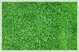 Mit dem gartenlexikon kein problem. Rollrasen Werr