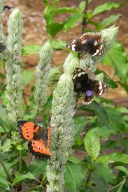 Image result for Justicia protracta