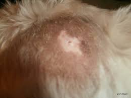 David nelsen, an associate professor of biology at southern adventist university in collegedale, tennessee remembers. The Danger Of Spider Bites To Your Dog With Photos Pethelpful