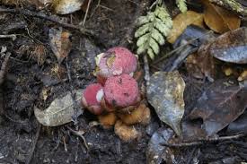 Image result for Balanophoraceae