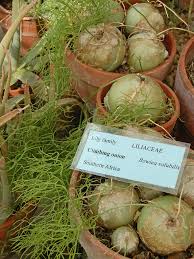 Image result for Bowiea volubilis