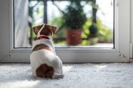 Wie lange kann ein hund alleinbleiben bzw. Welpen Hund Alleine Lassen So Gewohnt Man Hunde An Das Alleinsein