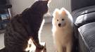 Samoyeds & Cats? - reddit