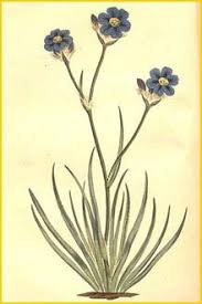 Image result for Aristea angolensis