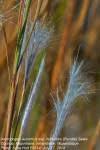 Image result for Andropogon perligulatus