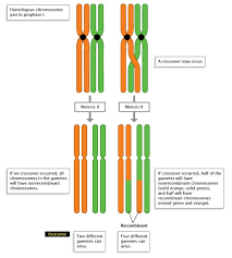 Genetic Recombination And Gene Mapping Learn Science At Scitable Gene Mapping Genetics Learning Science