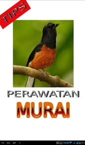 Murai batu jenis ini memiliki ukuran ekor yang mirip dengan murai batu medan. 11 Burung Murai Batu Terupdate Burungliar