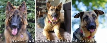 German shepherd puppies german shepherd puppy rottweiler husky black german shepherd german shepherd female german shepherd x doberman german shepherd pup german shepherd dogs german shepard german shepherd male long coat german shepherd. Welcome
