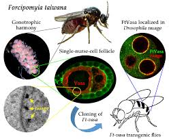 Image result for Microglossa densiflora