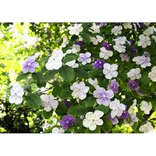 Image result for Brunfelsia pauciflora