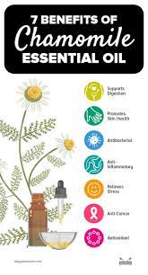 7 Amazing Benefits Of Chamomile Essential Oil And How To Use It Chamomile Essential Oil Health Ginger Benefits