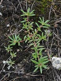 Image result for Portulaca foliosa