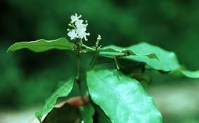 Image result for Farquharia elliptica