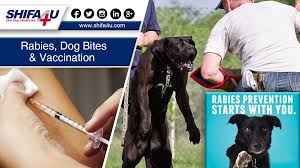 Check spelling or type a new query. Rabies Dog Bites Vaccination