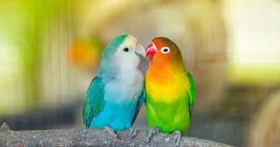 Persiapkan kandang lovebird dengan ukuran yang sesuai. 7 Penyakit Yang Paling Banyak Dialami Love Bird