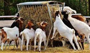 Goat farming is a lucrative business. Starting A Goat Farm Example Of A Business Plan Business In America