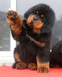 Tibetan Mastiff Puppy Tibetan Mastiff Puppy Cute Animals Bear Dog