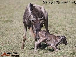 Serengeti National Park Serengeti National Park Serengeti Tanzania Safari