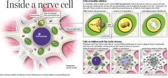 Maybe you would like to learn more about one of these? Diseases Caused By Malfunction Of Cell Organelles Cellmembraneisawesome