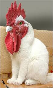 صور حيوانات فوتوشوب Photoshopped Animals Animal Photo Manipulation Bizarre Animals