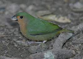Blog E Wong Ndeso Parrot Finch Burung Beo Finch Habitat