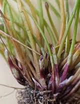 Image result for Eleocharis minuta