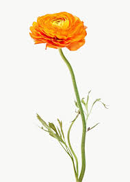 Bright Orange Ranunculus Flower Transparent Png Free Image By Rawpixel Com Teddy Rawpixel In 2020 Orange Ranunculus White Lily Flower Macro Photography Flowers