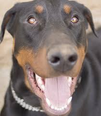 Doberman Pinscher