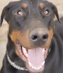 See more of doberman pinscher club of las vegas on facebook. Doberman Pinscher