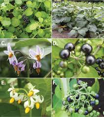 Image result for Solanum scabrum