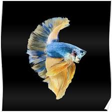 Blue Yellow Halfmoon Betta Splenden Siamese Fighting Fish Poster Siamese Fighting Fish Halfmoon Betta Betta