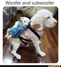 Here S A Handful Of Dog Memes To Brighten Your Day Woofer And Subwoofer